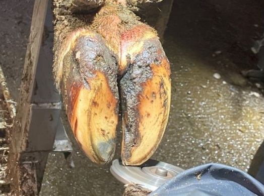Close-up of a cow hoof being trimmed with a grinder.